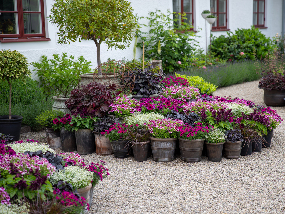 Krukträdgård sommarblommor