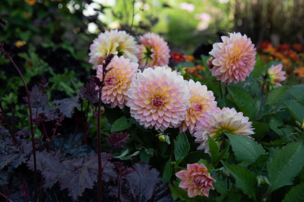 Dahlia maya sunglow orange